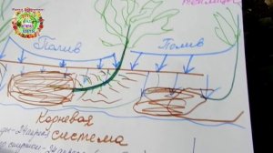 Первый и важный ПОЛИВ ТОМАТОВ после высадки рассады в теплице. Сколько воды нужно и как поливать.