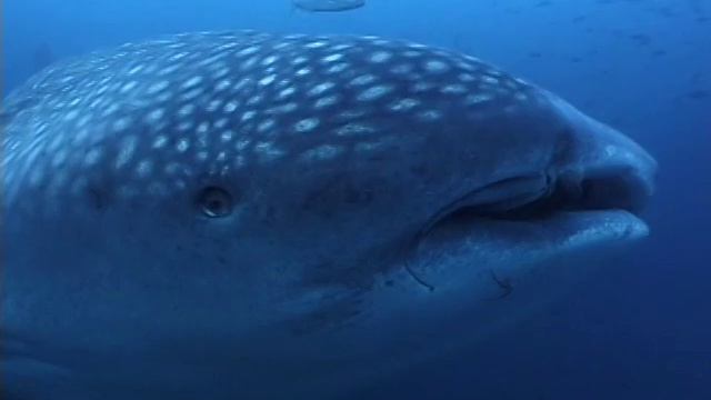 Whale Sharks - Ocean Movie - Visions of the Sea Sample Chapter смотреть онлайн