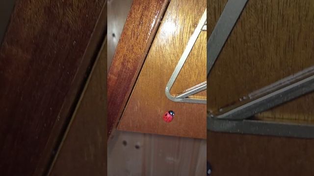 Часы с кукушкой и боем СЧЗ смотреть онлайн