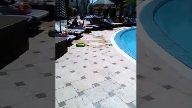 Sultan Gardens Resort 5* Sharm El Sheikh Egypt/Султан гаден 5* Шарм Ель Шейх Египет смотреть онлайн