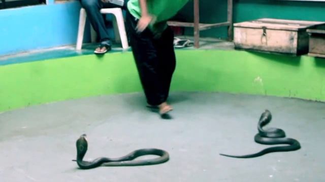 Dangerous snake show (Phuket) смотреть онлайн