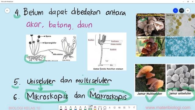 Ciri Ciri Jamur Atau Fungi | Biologi Kelas 10 смотреть онлайн