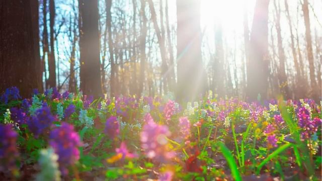 Relaxing Music For Stress Relief, Anxiety and Depressive States смотреть онлайн