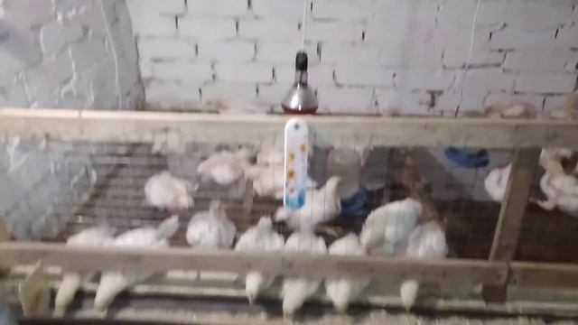 Выращивание бройлеров. Первый опыт...