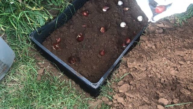 Ноябрь на даче в Подмосковье. Укрываем деревья и кусты. Пересадили Ежевику. Посадили Тюльпаны. смотреть онлайн