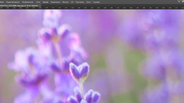 фотообои цветы 250х240 смотреть онлайн