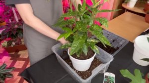 Большая пересадка комнатных растений (1 часть)