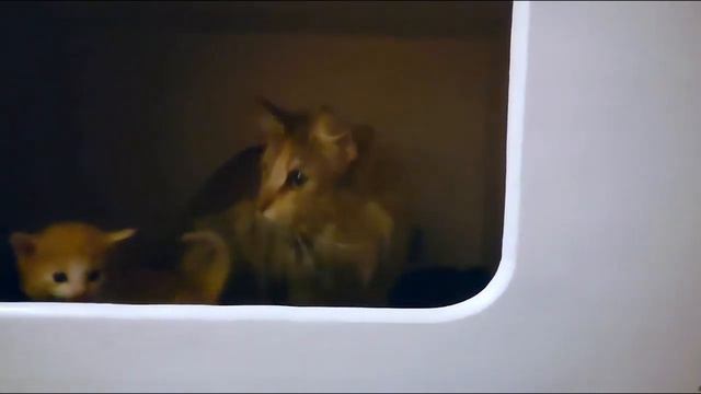 Очень злой котенок.Kitte смотреть онлайн