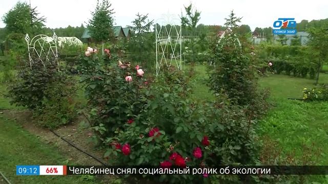 Руки садовода – что сделать с берёзой в саду смотреть онлайн