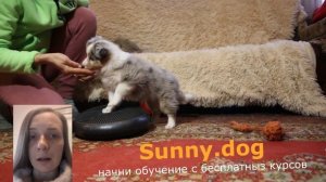 первые дни и часы в новом доме щенок. Как правильно  быть с щенком в первые часы дома