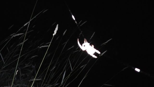 Я ПОНЯЛ, ЧТО ВСЁ НЕ ЗРЯ! ЛЕВЫЙ БЕРЕГ РУЛИТ! Я всегда тут на ловлю! РЫБАЛКА ФИДЕРОМ - Б.Р. №697 смотреть онлайн