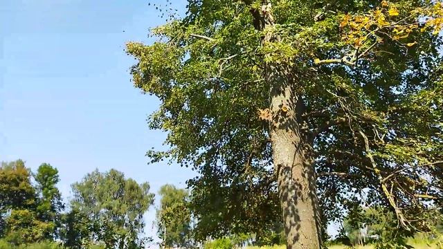 Забор из асбестоцементных труб, самый дешевый метод строительства, часть 1 смотреть онлайн