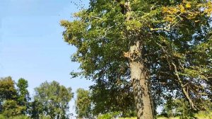 Забор из асбестоцементных труб, самый дешевый метод строительства, часть 1