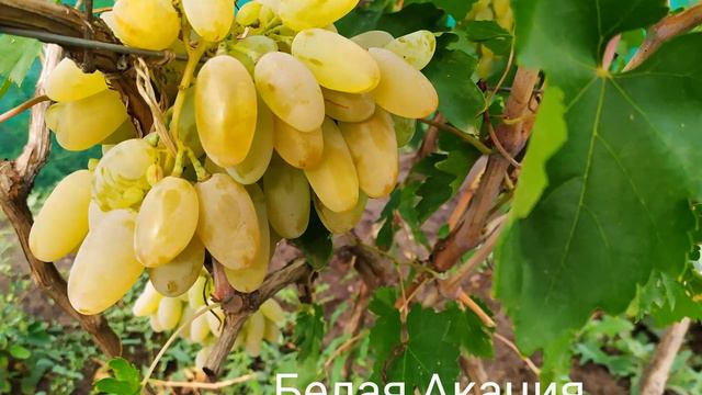 ВИНОГРАДНЫЙ БЛЮЗ (1) смотреть онлайн