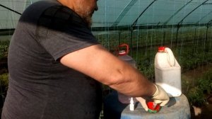 ОПЫЛЕНИЕ ТОМАТА АСкой , ЛАВУРАМОМ, 2,4Д Кислотой Тонкости и нюансы