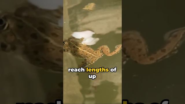 Hairy Frog | Mind-Blowing Insights You Wish You Knew #hairyfrog #viral #funny # смотреть онлайн