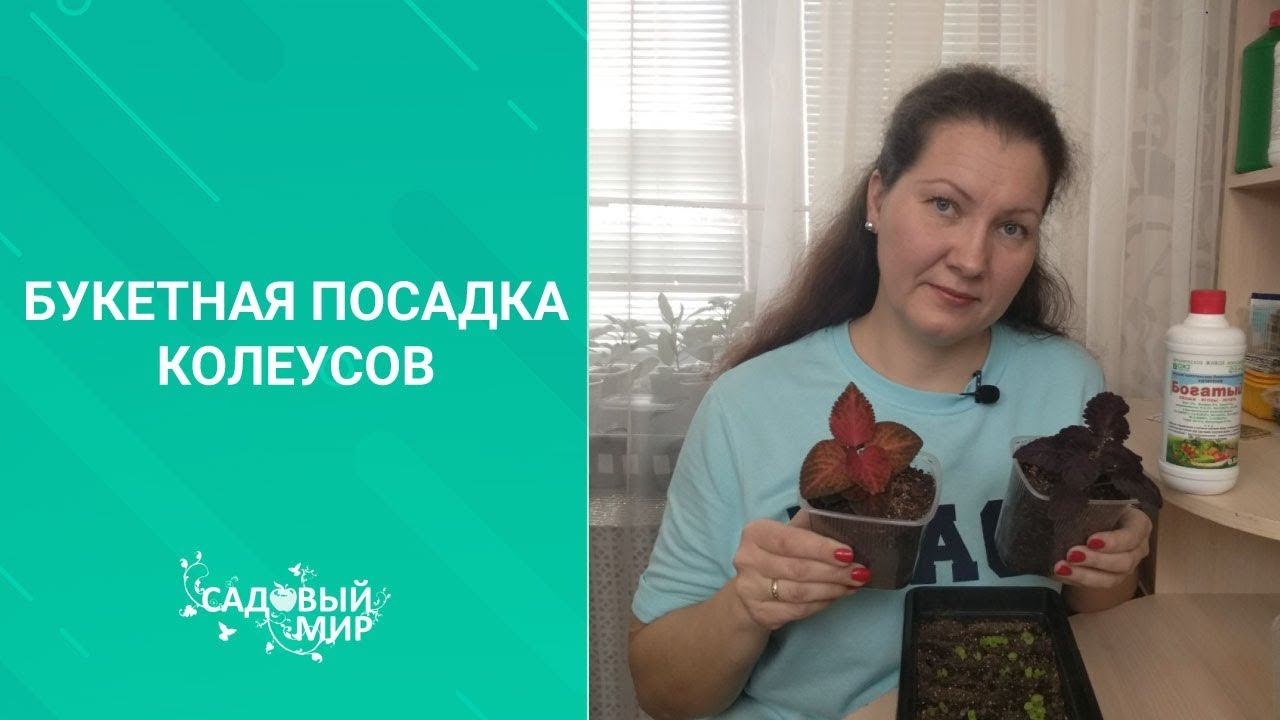 Великолепные колеусы — короли тенистых уголков сада. Как  и когда посадить семена.