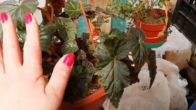 БЕГОНИЯ. Основной уход весной. Формируем бегонию методом прищипки смотреть онлайн