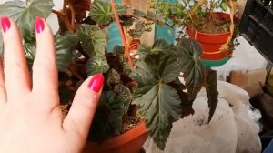 БЕГОНИЯ. Основной уход весной. Формируем  бегонию методом прищипки