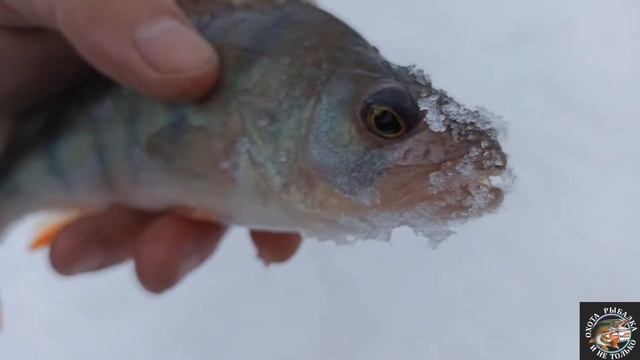 ЗИМНЯЯ РЫБАЛКА В МАРТЕ 21.03.2021 смотреть онлайн