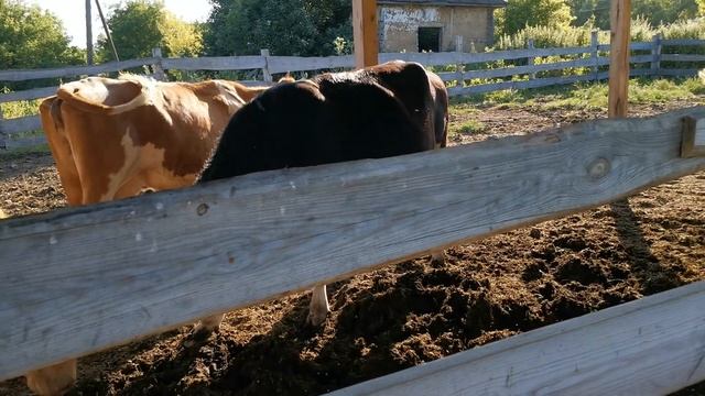 Крс / Сельское хозяйство