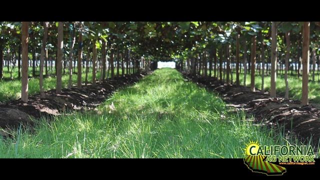 Introducing the Mega Kiwi with California Grower Jerry Kliewer смотреть онлайн