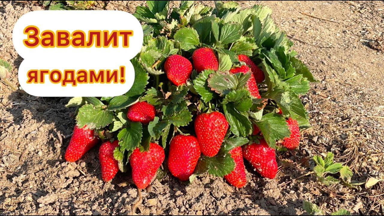 Всего 1 Ложку ПОД КЛУБНИКУ и она завалит вас крупными ягодами! Внесите под каждый куст клубники! смотреть онлайн