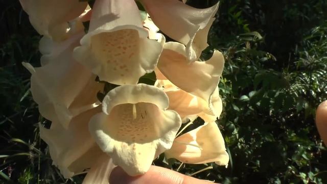Foxglove - grow & care (Digitalis) смотреть онлайн