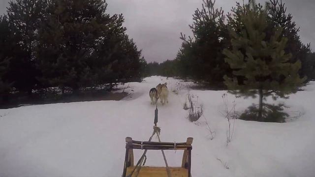 Моя упряжка из шести Сибирских Хаски. смотреть онлайн