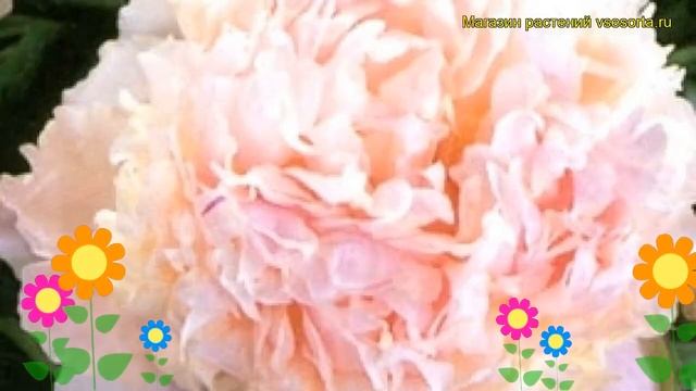 Пион молочноцветковый Соланж. Краткий обзор, описание характеристик Paeonia Lactiflora Solange