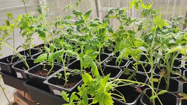 Куда я дела рассаду#сибирь#дача#рассада#огород#влог#цветы#томаты смотреть онлайн