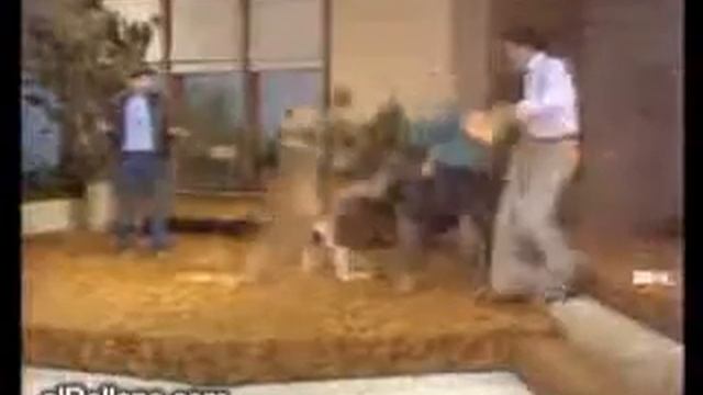 kenguru bokser смотреть онлайн