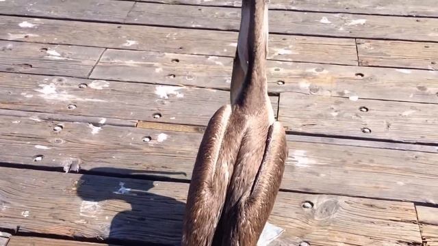 Pelican Swallows A Whole Fish смотреть онлайн