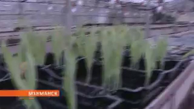 В Мурманске расцвели тюльпаны смотреть онлайн