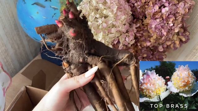 Пионы из Pulkov sad (Пулков сад). Распаковка посылки. Осень 2022 / Peony from Pulkov Sad (2022) смотреть онлайн