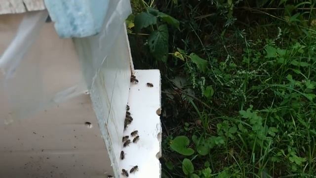 Майские отводки на одну рамку печатного расплода Часть 2 Пчеловодство 2018 год смотреть онлайн