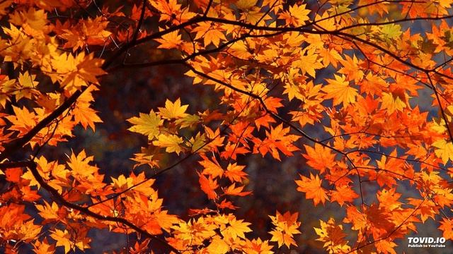 Waltz "November" M.Bezushkevych - Вальс "Листопад" М.Безушкевич смотреть онлайн