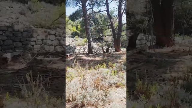 ХОРВАТИЯ. ОСТРОВ - БЫВШАЯ ТЮРЬМА...ДИКИЙ ОЛЕНЬ ПЬЕТ ВОДУ ПРЯМО С БУТЫЛКИ??? смотреть онлайн