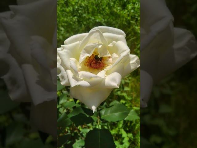 В сад за порцией релакса смотреть онлайн