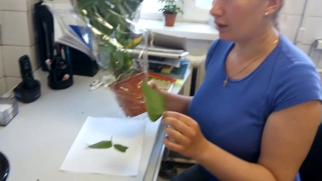 Табачная белокрылка смотреть онлайн