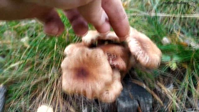 Прогулка по лесу может быть и результативной! смотреть онлайн