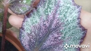 Бегония декоративно-лиственная.Обзор и уход.