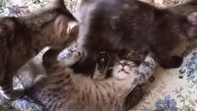КОТЯТА ДЕРУТСЯ #котята смотреть онлайн