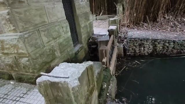 436.СОЧИ-Адлер. Черные лебеди в Парке Южные Культуры! смотреть онлайн