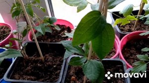 Саженцы клематисов из питомника Клематисы юга.