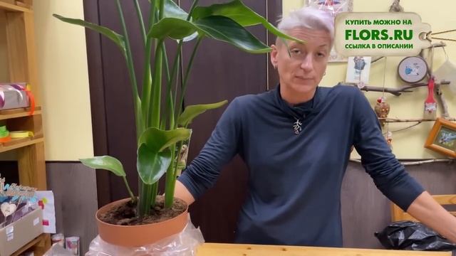 Стрелиция Николая - прекрасный крупномер для комнатного озеленения | Как ухаживать за стрелицией