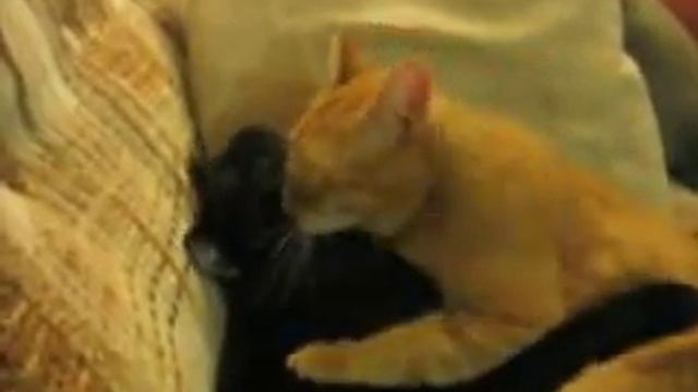 любовь кошек смотреть онлайн