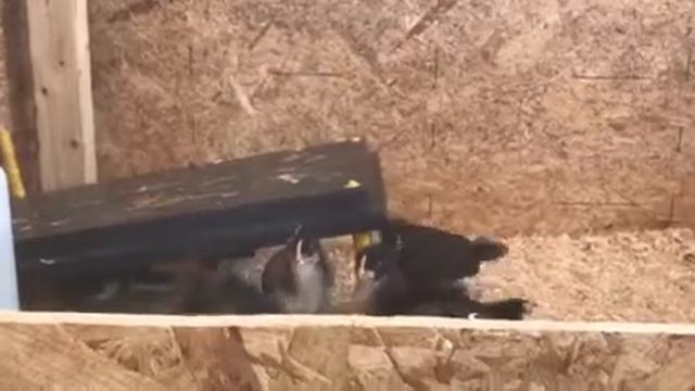 3 week old Barbezieux chicks смотреть онлайн