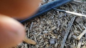 Делаем капельный полив для голубики