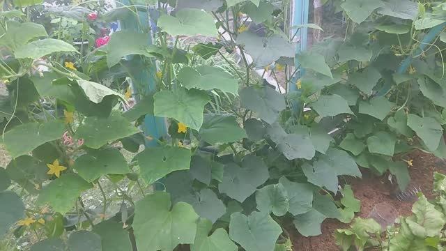 Огурцы не полоть, не поливать все лето. Супер способ для огурцов. смотреть онлайн